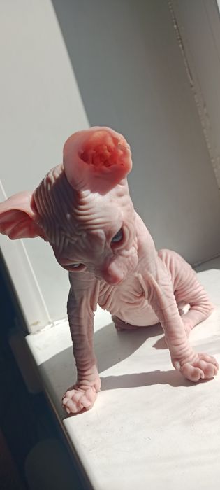 Котята сфинксы, один месяц.