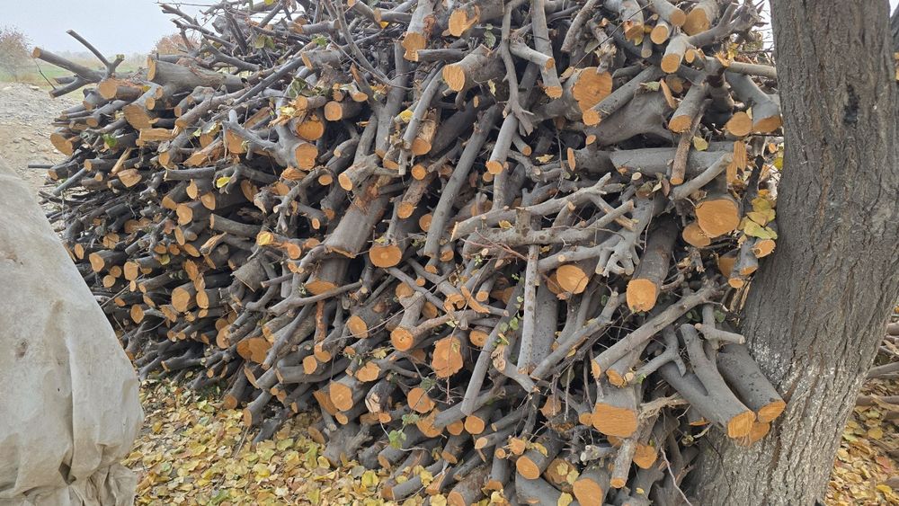 Утин сотилади кесилган