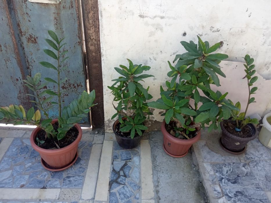 Цветы офисные, домашние