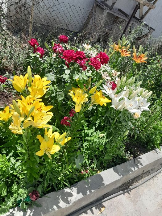 Продам лилии домашние.