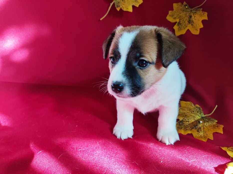 Продам щенков Джек Рассел терьера