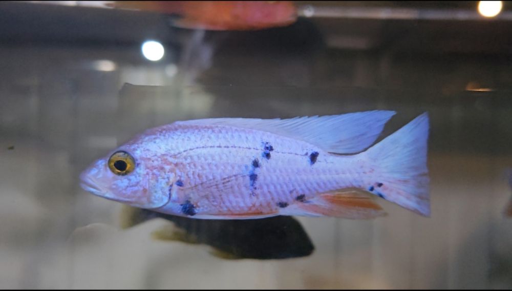 Ciclide africane (haps)