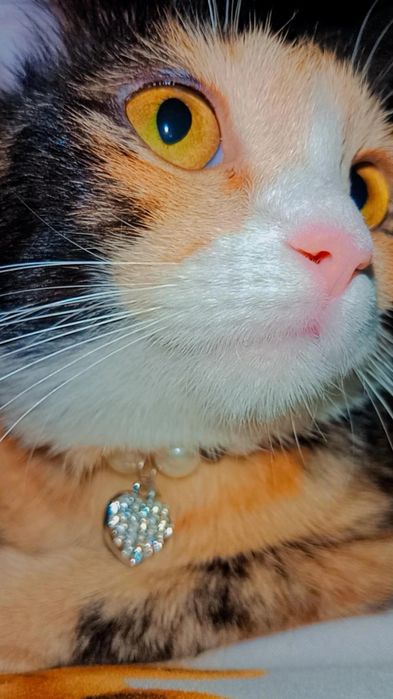 Хэппи в ответственные руки