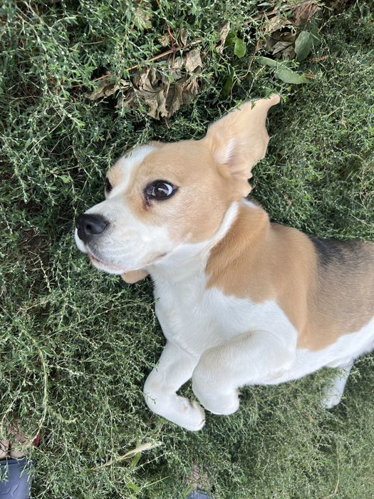 Donam cățeluș Beagle 5 ani cu pedigree – caut familie responsabilă, preferabil curte, păstrăm legătura
