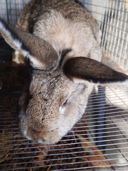 Продам кроликов крупных