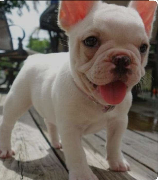 Детки Французкого бульдога