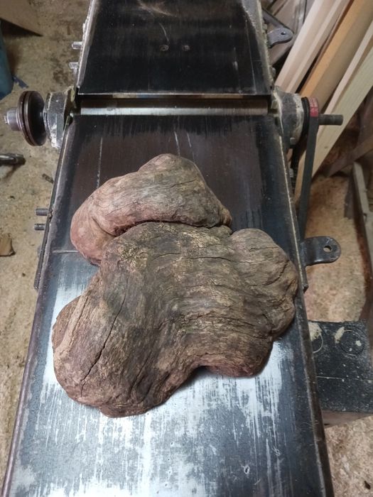 Оливерник от акация