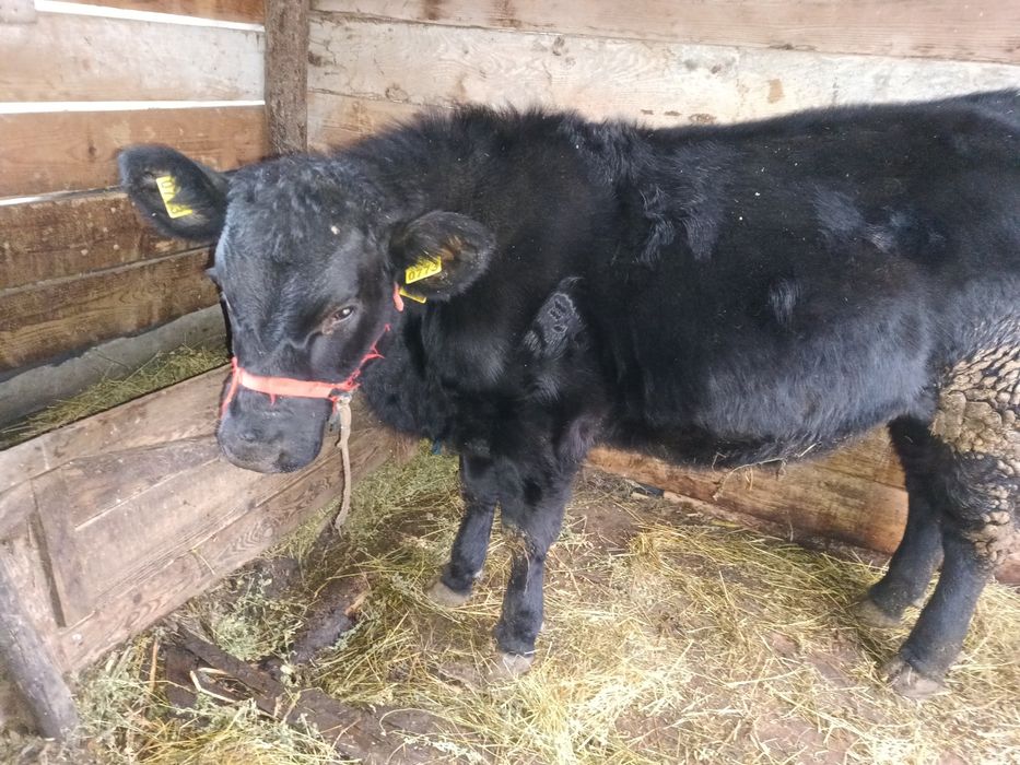 Vând vitica Angus,vârstă de 9 luni