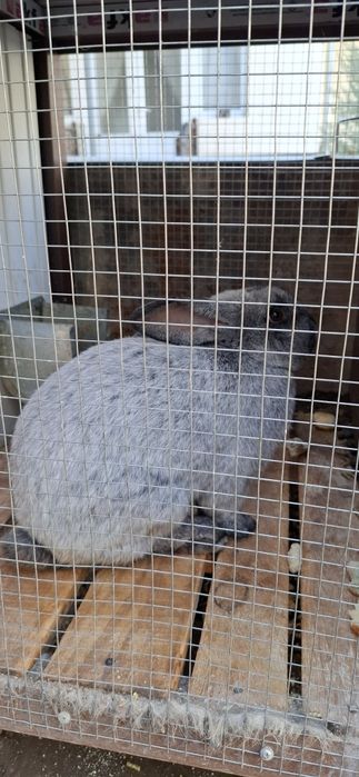 Paltava quyon sotiladi erkagi (sames)