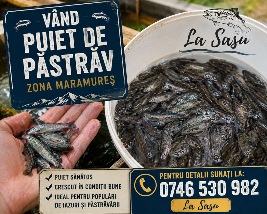 Puiet de păstrăv