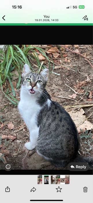 Donez pisica pentru adoptie