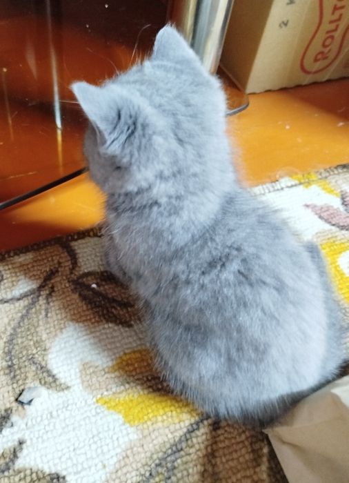 Продаются котята