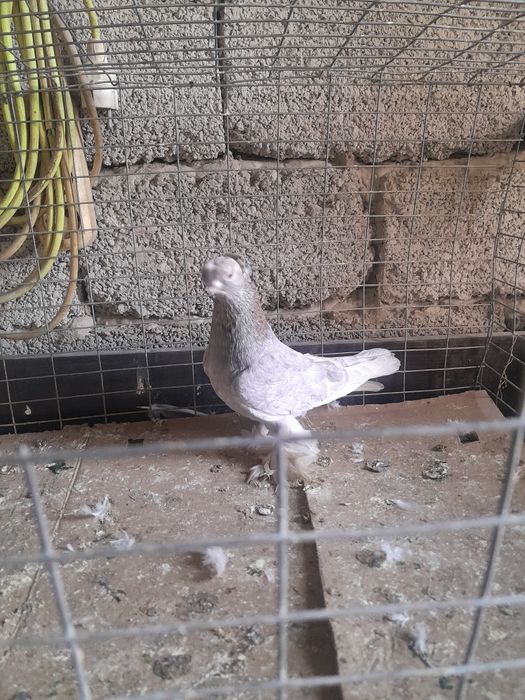 Птицы Голуби. Шымкент