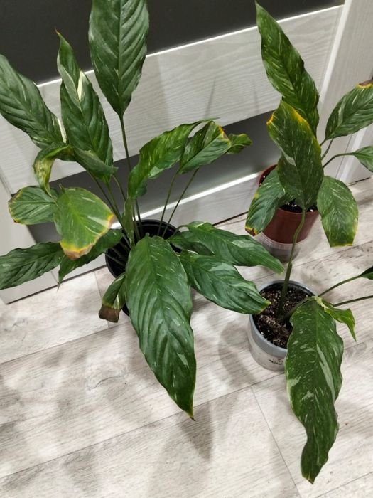 Продаются комнатные цветы