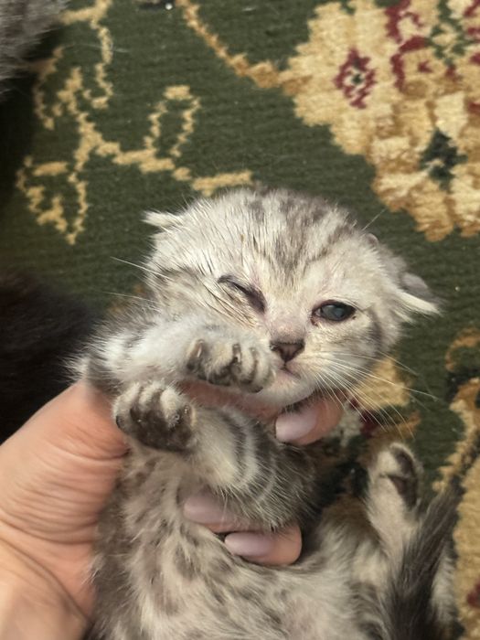 Котята срочно бесплатно