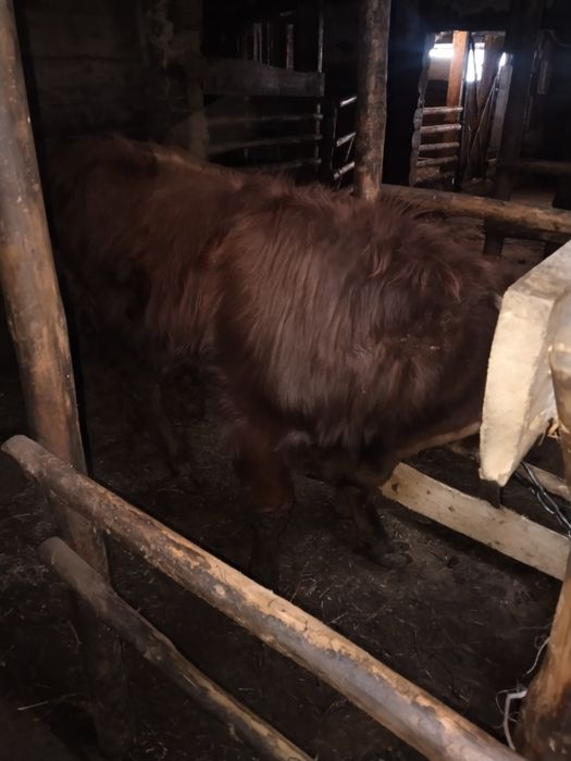 Продам бычка годавалога