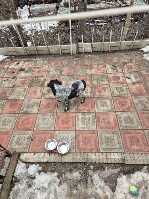 Руский Спаниель щенок 6 месяцев