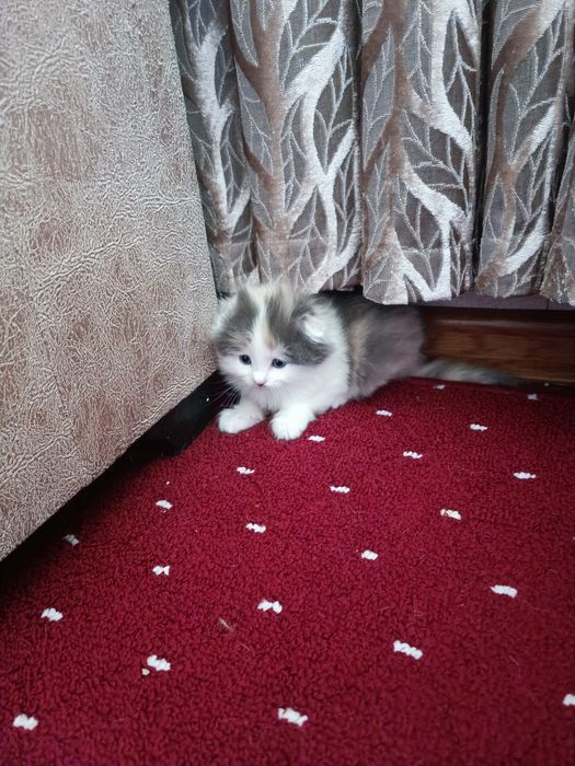 Котята веслоушки
