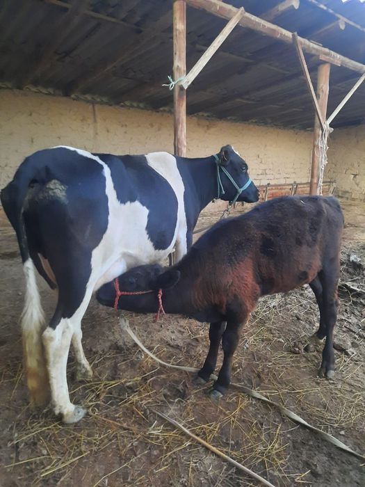 Бұзаулы сиыр сатылады