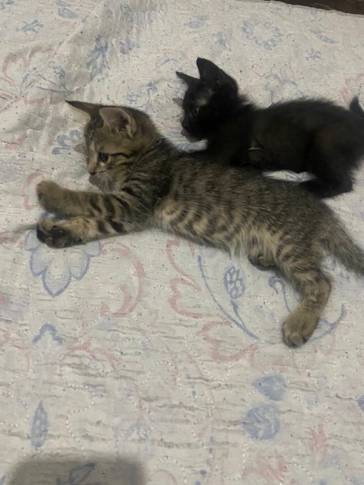 котята бесплатно