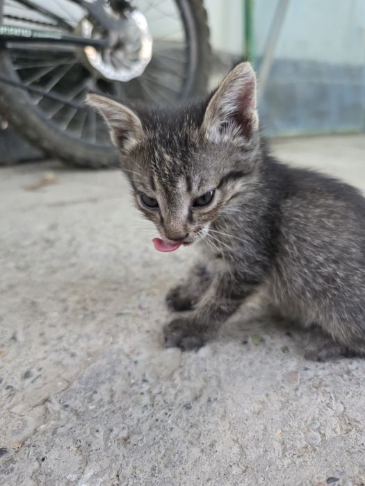 Отдадим котят в хорошие руки