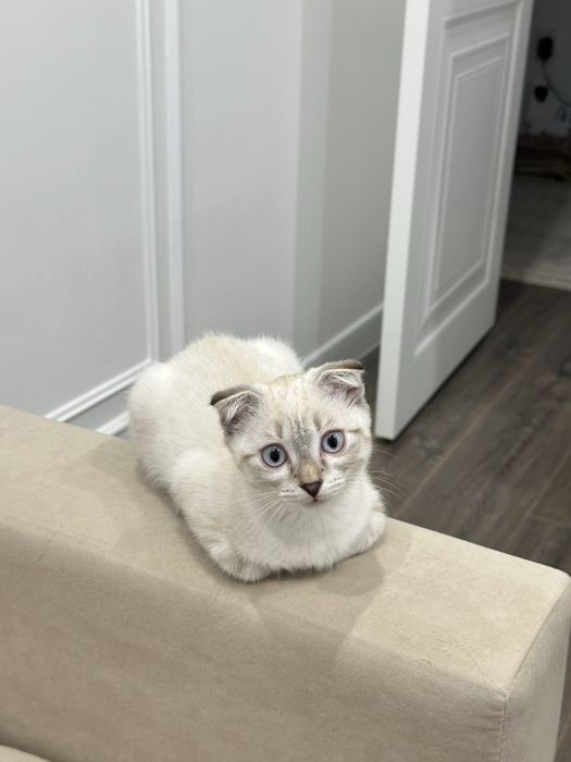 Шотландская кошка