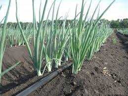 Tub Furtun Picurare Sera Gradina Rola 50m/l Duze in 30cm LivratGRATUIT