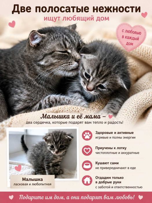 Продам котят скоттиш фолд