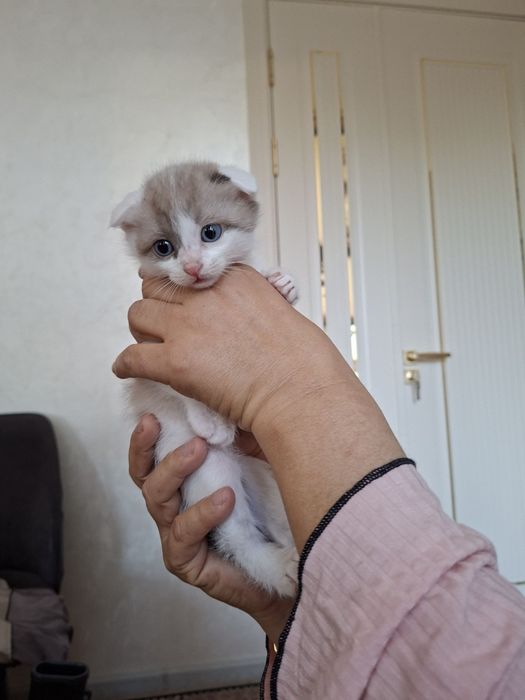Милые игривые котята