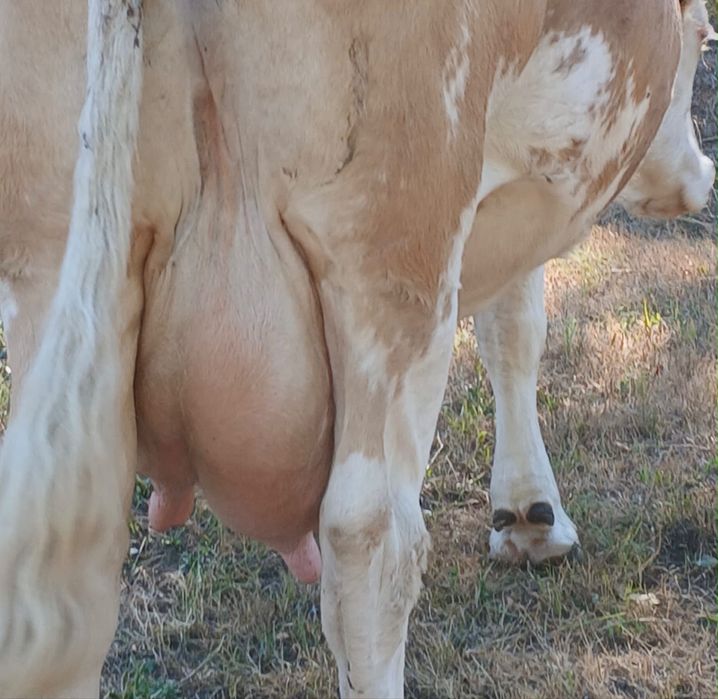 Vand vaca buna de lapte
