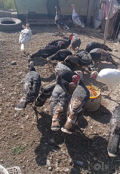 Уткан йилги ката куркалар сотилади