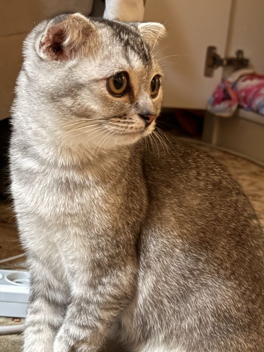 Шотланский вислоухий коненок