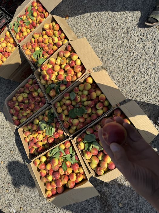 Натуральный сок”Өрік жемісі”