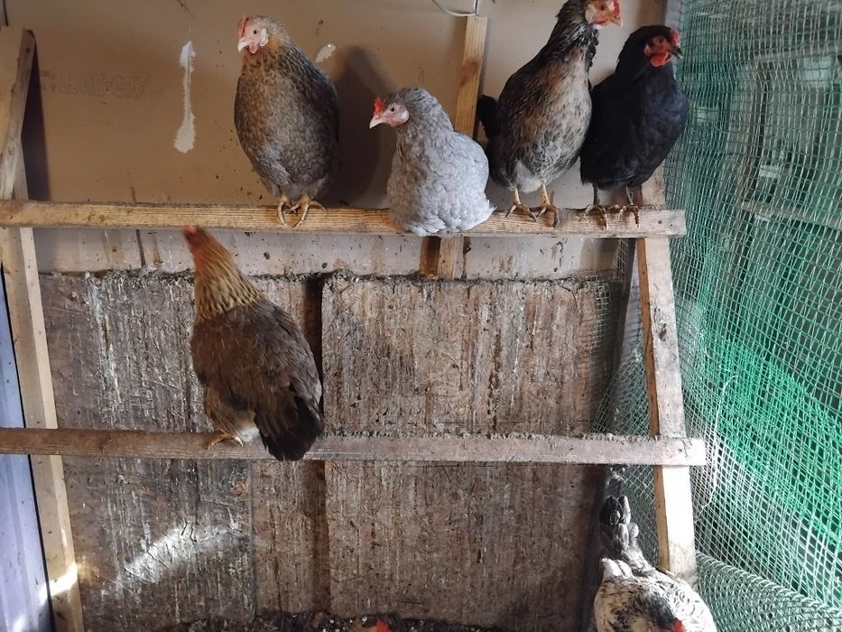 Куры несушки. Павлодарское