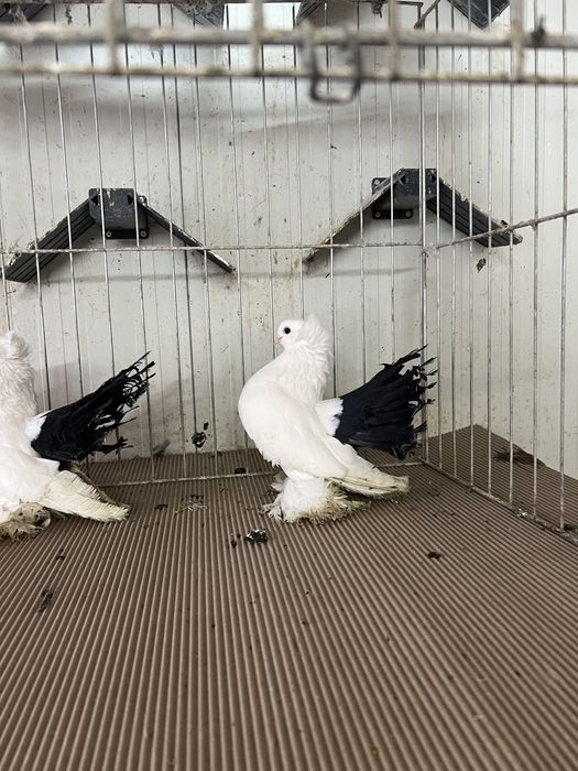 Vand porumbei king si hurschi soberieni - mord caucazieni