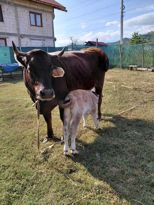 Vaca cu Vitel cauta alta casa