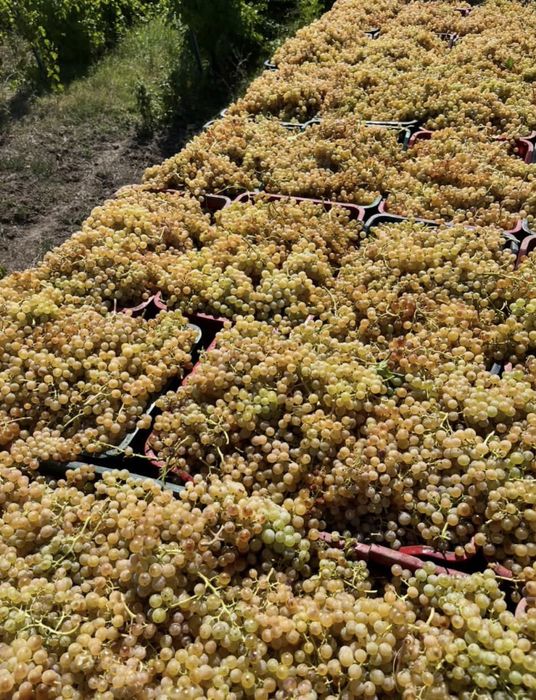 Struguri de vin producator