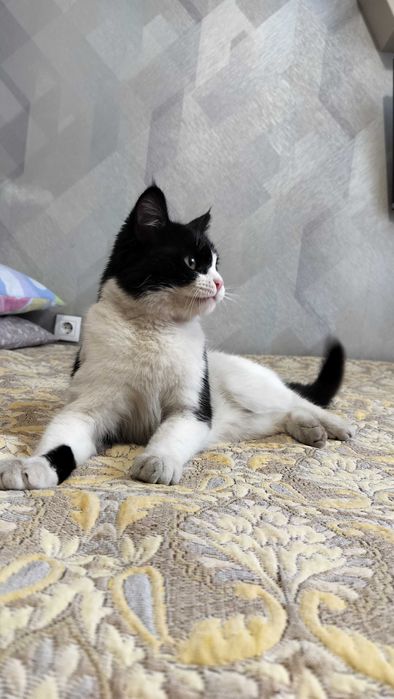 Отдам в хорошие руки