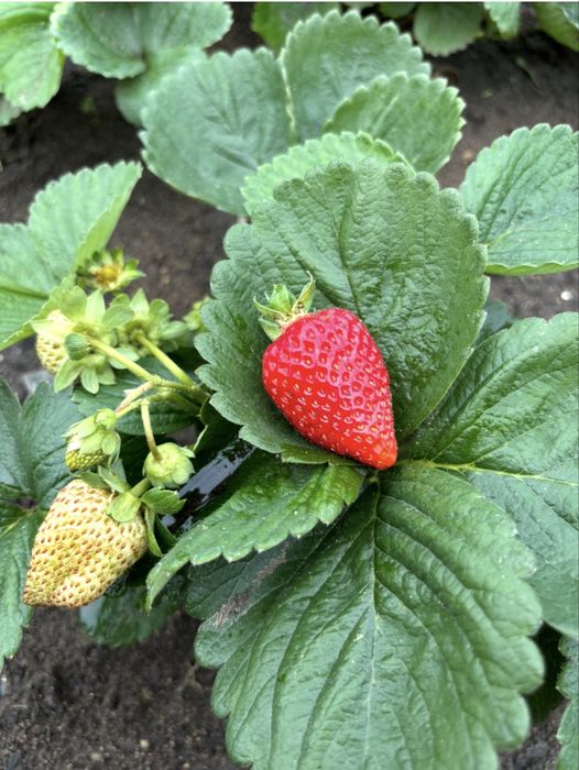 Продам саженцы клубники, малины