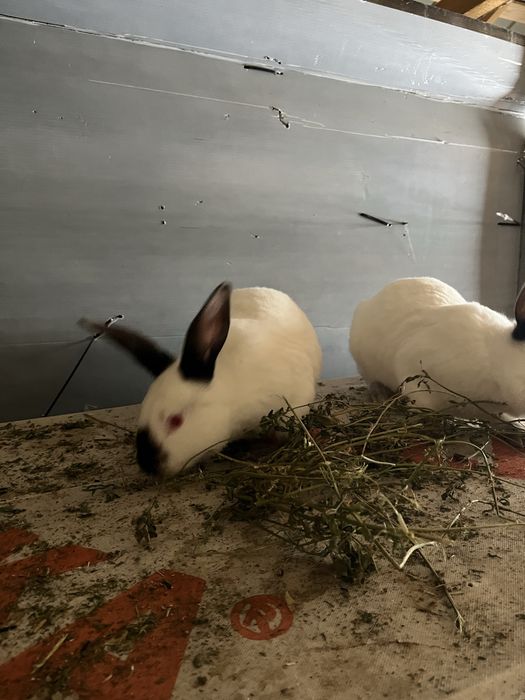 Vand iepuri californieni