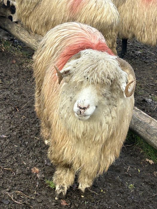 Vând oi tinere de afata