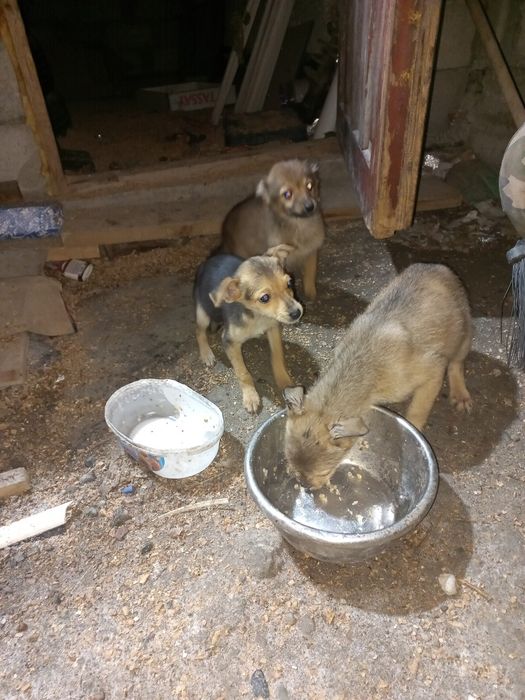 Бесплатно отдам щенков