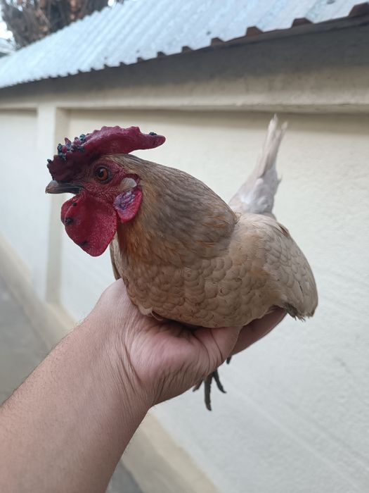 Yapon oq xoroz sotiladi