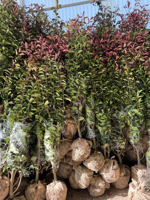 Platan acerfolia  catalpa globular