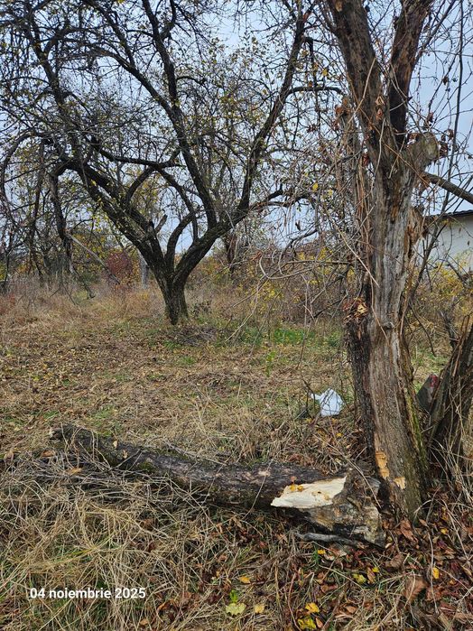 Tulpina de nuc bătrân de vânzare. Sat Pietroșani, județul Argeș. Mai am si niste meri uscati si pruni uscati de vanzare.