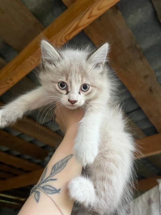 Отдам котят маленьких