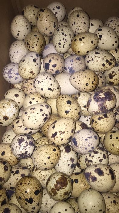 Продам свежие домашние перепелиные яйца.