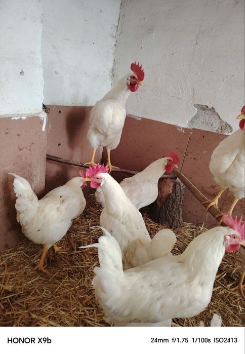 Хороз(петух) сотилвоти 8 та