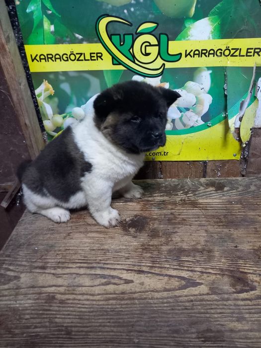 Vand catei Akita American