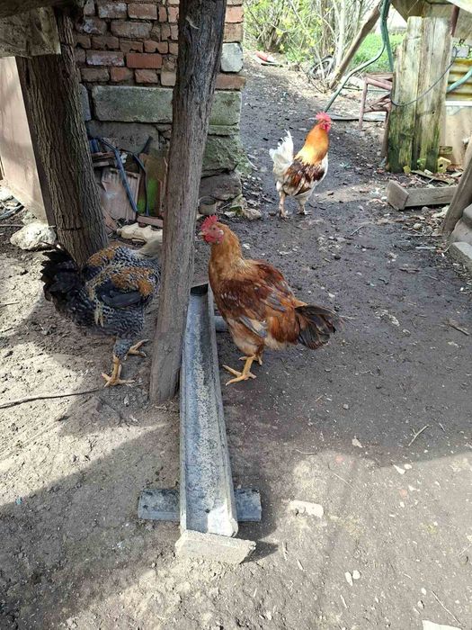 Продавам домашни петли